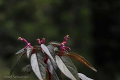 Sonerila tinnevelliensis